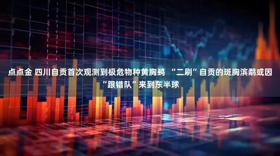 点点金 四川自贡首次观测到极危物种黄胸鹀  “二刷”自贡的斑胸滨鹬或因“跟错队”来到东半球